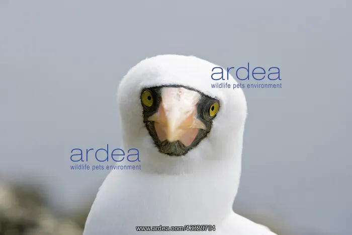 : Portrait of Masked Booby, Sula dactylatra, Malpelo Island, N : Portrait of Masked Booby, Sula dactylatra, Malpelo Island, N