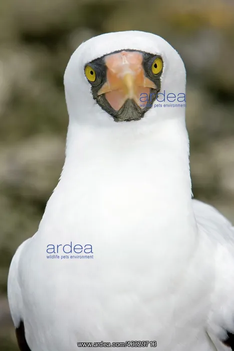 : Portrait of Masked Booby, Sula dactylatra, Malpelo Island, N : Portrait of Masked Booby, Sula dactylatra, Malpelo Island, N