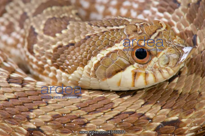 : Portrait of Mexican hognose snake (Heterodon kennerlyi) : Portrait of Mexican hognose snake (Heterodon kennerlyi)