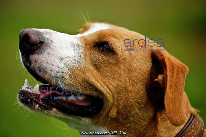 : Portrait of a mongrel dog : Portrait of a mongrel dog