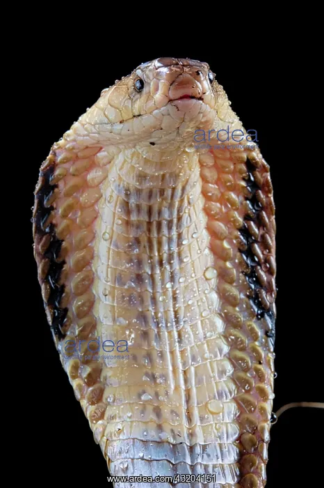 : Portrait of Monocled cobra (Naja kaouthia) on black : Portrait of Monocled cobra (Naja kaouthia) on black