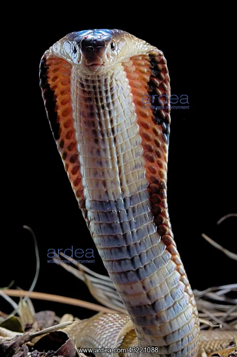 : Portrait of Monocled cobra (Naja kaouthia) on black : Portrait of Monocled cobra (Naja kaouthia) on black