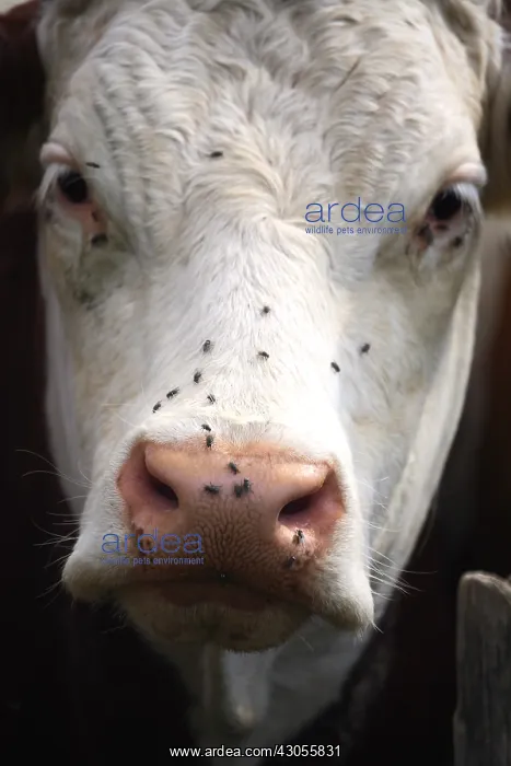 : Portrait of Montbeliard cow with flies France : Portrait of Montbeliard cow with flies France