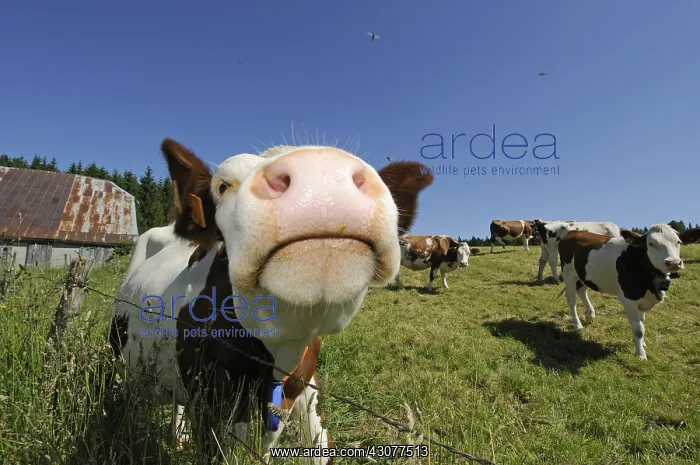 : Portrait of a Montbeliarde Cow in a meadow Mont d'Or : Portrait of a Montbeliarde Cow in a meadow Mont d'Or