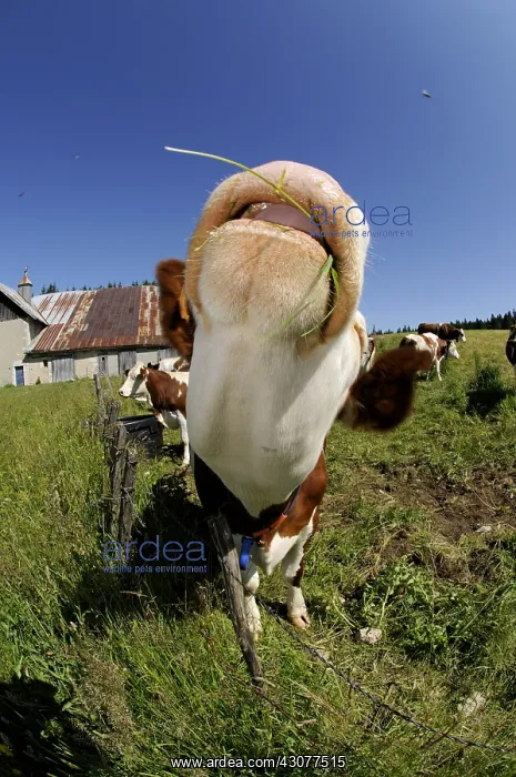 : Portrait of a Montbeliarde Cow in a meadow Mont d'Or : Portrait of a Montbeliarde Cow in a meadow Mont d'Or