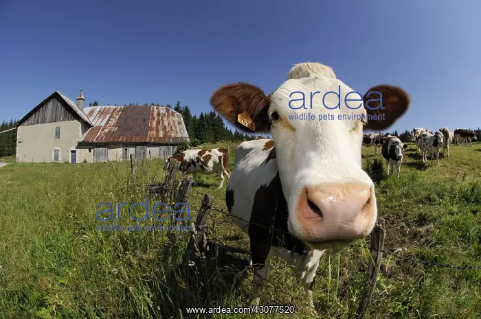 : Portrait of a Montbeliarde Cow in a meadow Mont d'Or : Portrait of a Montbeliarde Cow in a meadow Mont d'Or