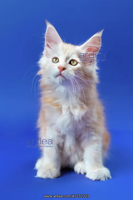 : Portrait of two month old Maine Coon Cat of color : Portrait of two month old Maine Coon Cat of color