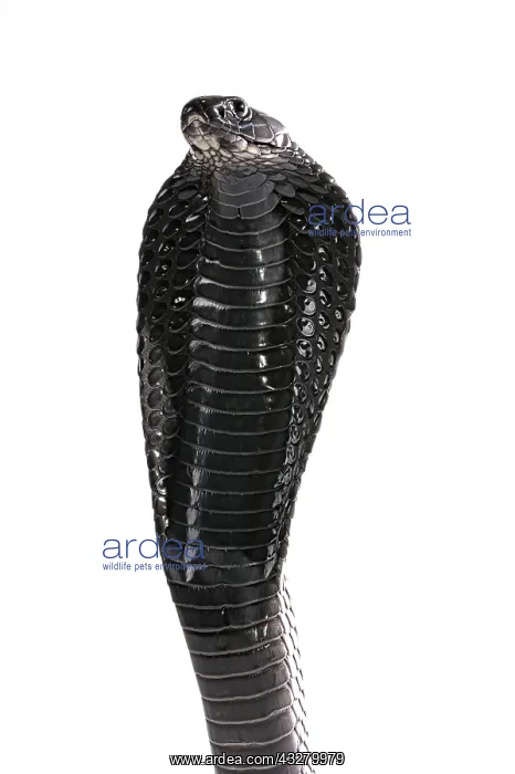  : Portrait of Morrocan black cobra (Naja haje legionis)