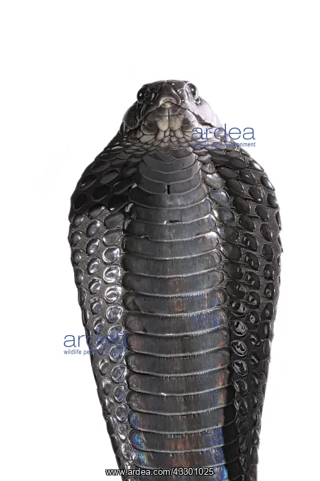 : Portrait of Morrocan black cobra (Naja haje legionis) : Portrait of Morrocan black cobra (Naja haje legionis)