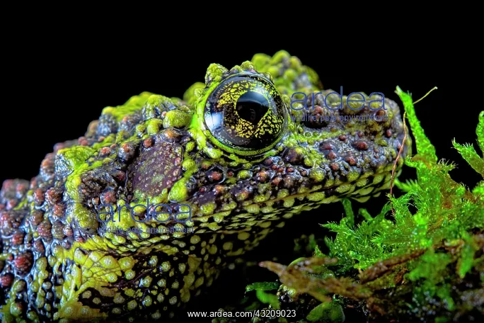 : Portrait of Mossy frog (Theloderma corticale) from : Portrait of Mossy frog (Theloderma corticale) from