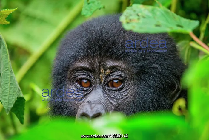 : Portrait of a mountain gorilla (Gorilla beringei : Portrait of a mountain gorilla (Gorilla beringei
