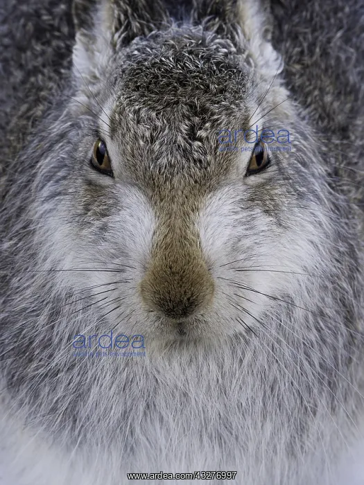 : A portrait of a Mountain Hare (Lepus timidus) in : A portrait of a Mountain Hare (Lepus timidus) in