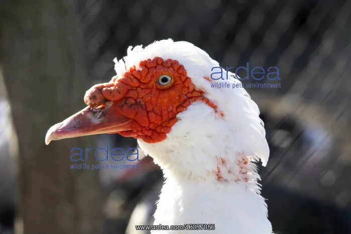 : Portrait of Muscovy duck France : Portrait of Muscovy duck France