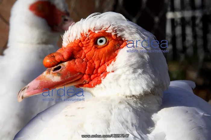 : Portrait of Muscovy duck France : Portrait of Muscovy duck France