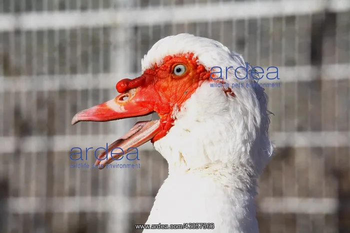 : Portrait of Muscovy duck France : Portrait of Muscovy duck France