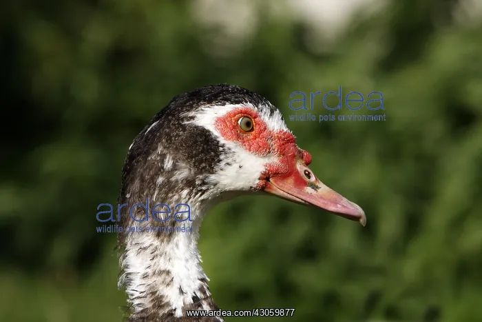 : Portrait of Muscovy duck Franche-Comte France : Portrait of Muscovy duck Franche-Comte France