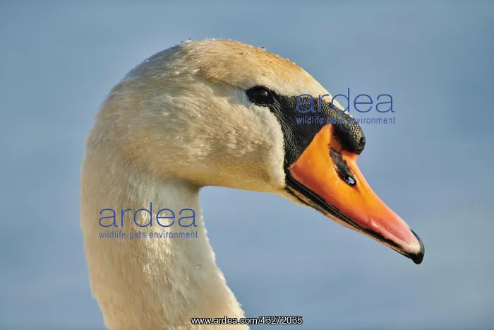 : Portrait of a mute swan (Cygnus olor) on donau river : Portrait of a mute swan (Cygnus olor) on donau river