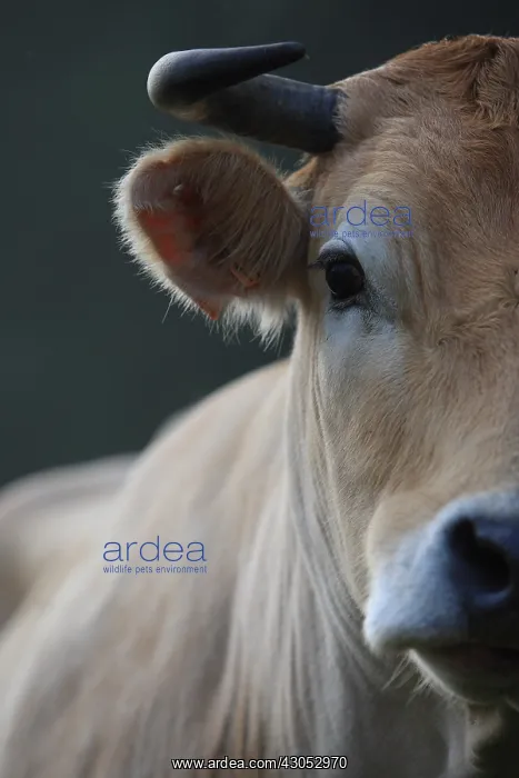 : Portrait of a Nantaise cow France : Portrait of a Nantaise cow France