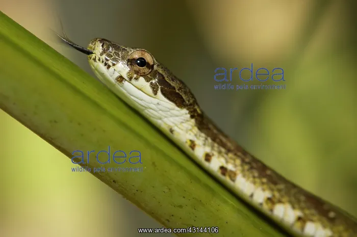 : Portrait of a Neotropical Bird Snake : Portrait of a Neotropical Bird Snake