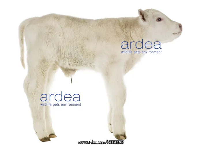 : Portrait of a newborn Charolais calf in the studio : Portrait of a newborn Charolais calf in the studio