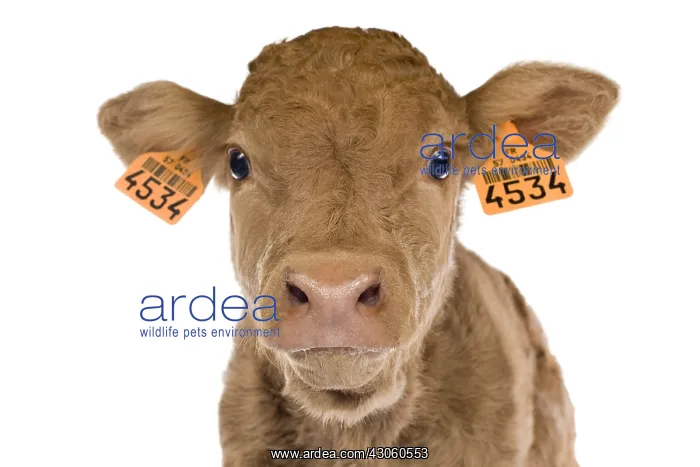 : Portrait of a newborn Limousin calf in the studio : Portrait of a newborn Limousin calf in the studio