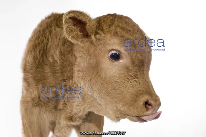 : Portrait of a newborn Limousin calf in the studio : Portrait of a newborn Limousin calf in the studio