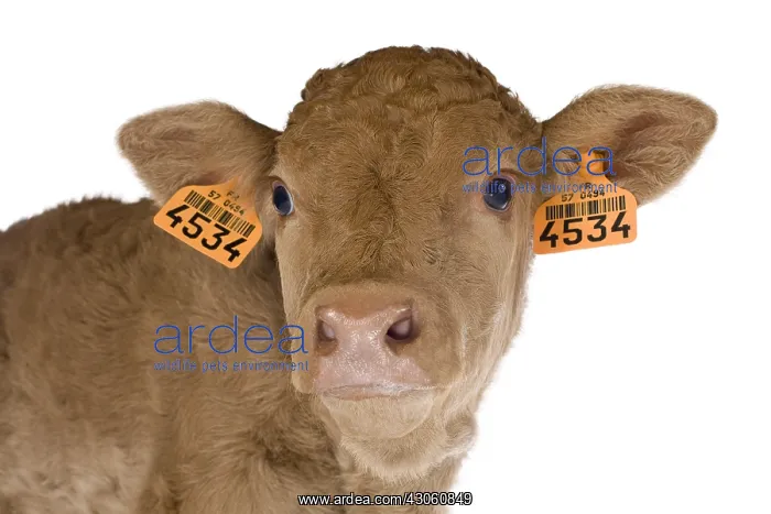 : Portrait of a newborn Limousin calf in the studio : Portrait of a newborn Limousin calf in the studio