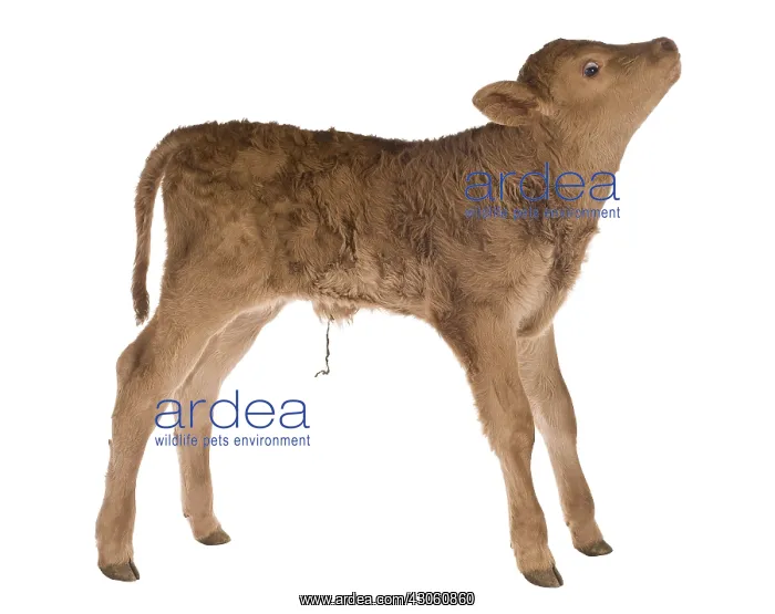 : Portrait of a newborn Limousin calf in the studio : Portrait of a newborn Limousin calf in the studio