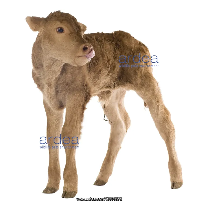 : Portrait of a newborn Limousin calf in the studio : Portrait of a newborn Limousin calf in the studio