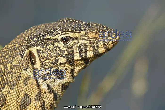  : Portrait of a Nile Monitor (Varanus niloticus)