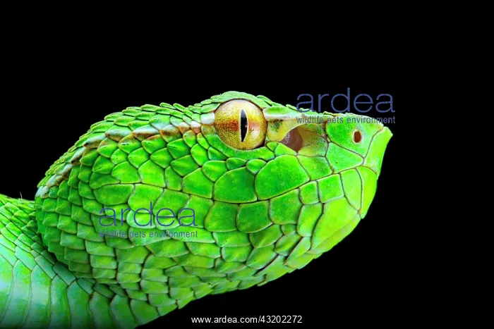 : Portrait of North Philippine Temple Pitviper (Tropidolaemus : Portrait of North Philippine Temple Pitviper (Tropidolaemus