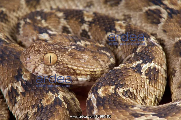 : Portrait of Northeast African carpet viper (Echis : Portrait of Northeast African carpet viper (Echis