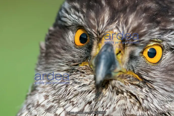 : Portrait of a Northern goshawk ( Accipiter gentilis) : Portrait of a Northern goshawk ( Accipiter gentilis)