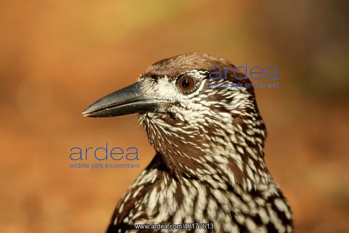 : Portrait of Nutcracker (Nucifraga caryocatactes) : Portrait of Nutcracker (Nucifraga caryocatactes)