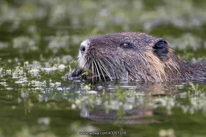 : Portrait, Nutria (Myocastor coypus) swims in waters : Portrait, Nutria (Myocastor coypus) swims in waters