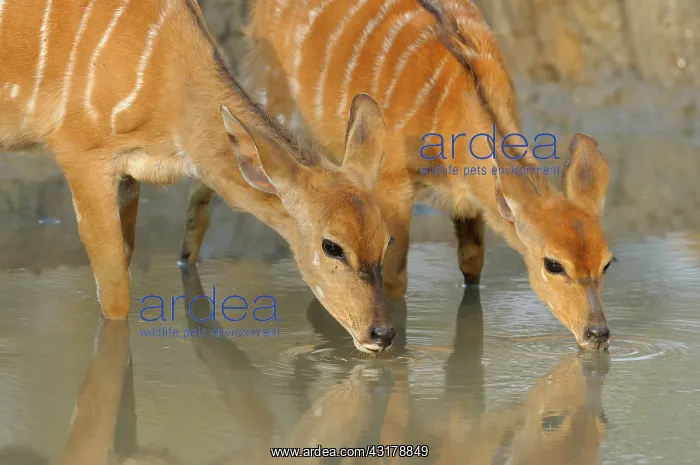 : Nyala. Portrait of Nyala doe and young (Tragelaphus angasii) drinking at : Nyala. Portrait of Nyala doe and young (Tragelaphus angasii) drinking at