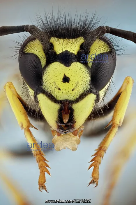 : A portrait o a quite common wasp, fully extended : A portrait o a quite common wasp, fully extended
