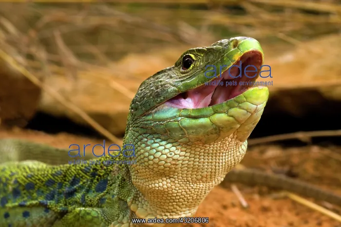 : Portrait of Ocellated Lizard male France : Portrait of Ocellated Lizard male France