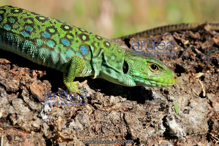 : Portrait of Ocellated lizard (Timon lepidus), Spain : Portrait of Ocellated lizard (Timon lepidus), Spain