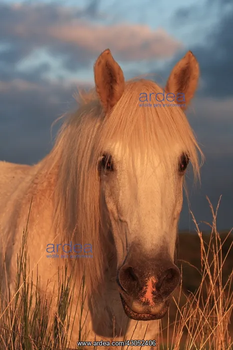 : Portrait of an old mare at dusk Auvergne France : Portrait of an old mare at dusk Auvergne France