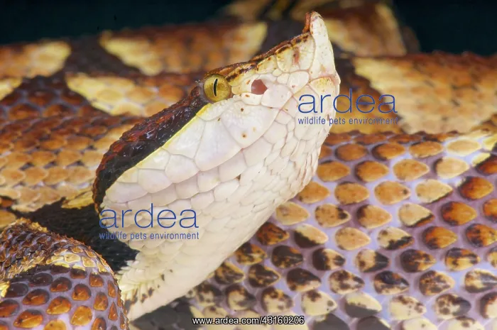 : Portrait of Hundred pace viper (Deinagkistrodon : Portrait of Hundred pace viper (Deinagkistrodon