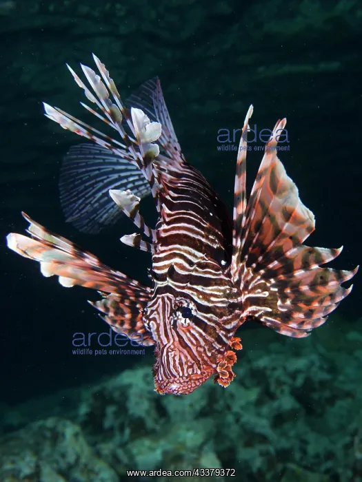 : Portrait of pacific red lionfish (Pterois volitans) : Portrait of pacific red lionfish (Pterois volitans)