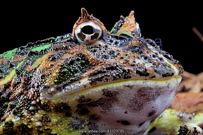: Portrait of Pacman frog or Chacoan horned frog (Ceratophrys : Portrait of Pacman frog or Chacoan horned frog (Ceratophrys