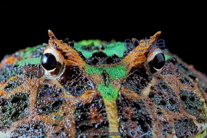 : Portrait of Pacman frog or Chacoan horned frog (Ceratophrys : Portrait of Pacman frog or Chacoan horned frog (Ceratophrys