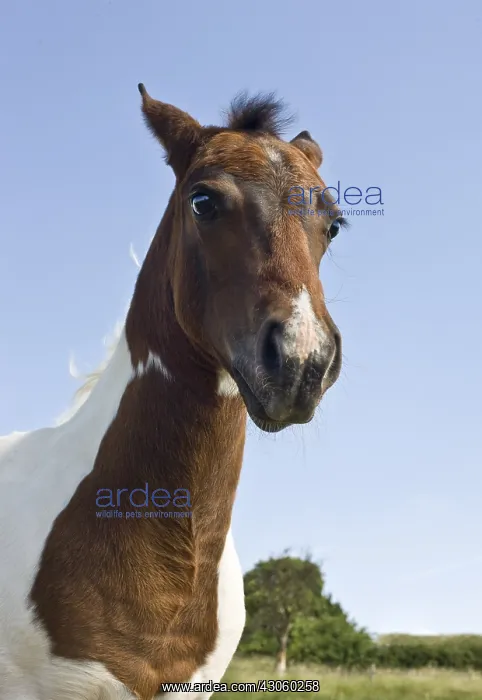 : Portrait of a Paint filly in a meadow France : Portrait of a Paint filly in a meadow France
