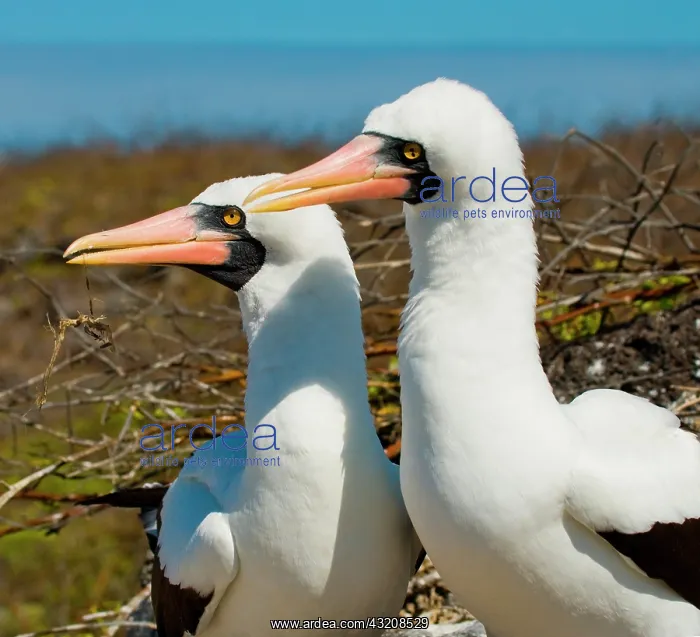 : Portrait of the pair Masked booby (Sula dactylat : Portrait of the pair Masked booby (Sula dactylat