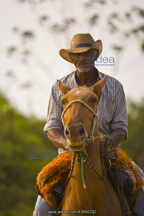 : Portrait of a Pantaneiro riding a horse in Pantanal Brazil : Portrait of a Pantaneiro riding a horse in Pantanal Brazil