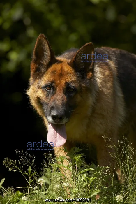: Portrait of a panting German Shepherd : Portrait of a panting German Shepherd