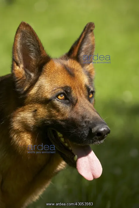 : Portrait of a panting German Shepherd : Portrait of a panting German Shepherd