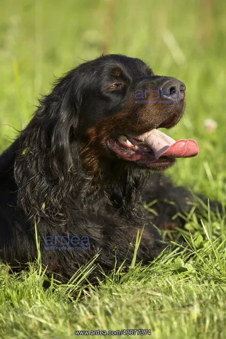 : Portrait of a panting Gordon Setter : Portrait of a panting Gordon Setter